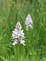 Gevlekte Orchis. Staat in Nederland op de rode lijst.