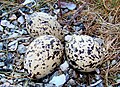 Sugok nin Eurasian oystercatcher na dai marisa