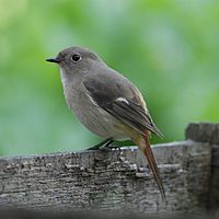 Female in Japan