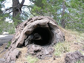 A pietracannone or petrified tree
