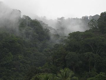 Parque Nacional Piedras Blancas Ubicado al oeste de la ciudad de Golfito, protege el último resquicio de bosque lluvioso del sector de Golfito y la cuenca del río Esquinas, el cual es navegable. Este parque posee una gran diversidad de fauna, con especies como jaguar, tepezcuintle, guatusas, saínos (Pecari tajacu) y tigrillos caucel (Leopardus wiedii).