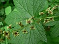 Ribes bracteosum