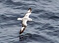 Fulmar austral en el pasaje de Drake.