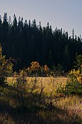 Svartdalstjerna Lakes Primeval Forest Nature Reserve of the Totenaasen Hills in Norway 17.jpg