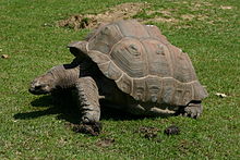 Description de l'image Tortue géante.jpg.