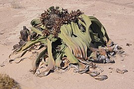 Le « fossile vivant » Welwitschia mirabilis - Welwitschiaceae.
