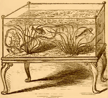 A drawing in brown ink on an ocher background. A rectangular glass aquarium tank sits on a wooden stand with carved, curled legs, and contains two fish as well as plants with wavy grass-like léaves.