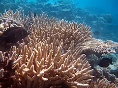 Acropora valenciennesi