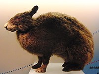 Pentalagus furnessi Amami rabbit (Taxidermy specimen)