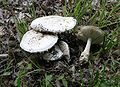 Amanita ovoidea