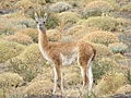 Un Guanaco dans le parc national Nahuel Huapi en Argentine.