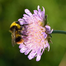 Bombus pratorum (male) - Knautia arvensis - Keila.jpg