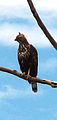 Changeable Hawk-eagle: December 08