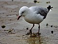 Foraging by oscillating its foot in sand at low tide to uncover prey.