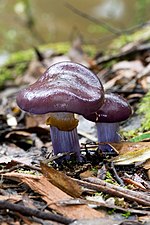 Cortinariaceae Cortinarius archeri