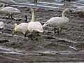 Cisne-trombeteiro em grupo