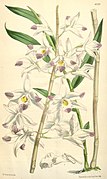 Dendrobium amoenum