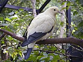 Pied imperial pigeon