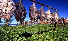 Rangées de poissons suspendus à une corde, séchant au soleil