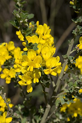 Genista monspessulana