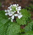 Garlic mustard (Alliaria petiolata)]]