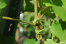 Ausgetriebener Geiztrieb neben einer sich entwickelnden Knospe (Auge). Nach Ausreifung bis zum Herbst kann diese im folgenden Frühjahr austreiben.