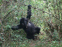 Yiwol (Gorilla beringei)