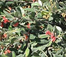 <center>Grevillea arenaria</center>