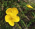 Hypericum myricariifolium