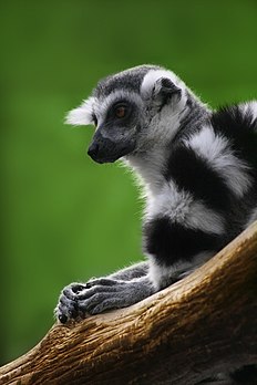 Le Lémur catta (Lemur catta) est un gros lémurien de la famille des Lémuridés. (définition réelle 1 467 × 2 200)