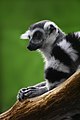 en:Primate, en:List_of_lemur_species