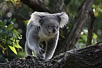 Thumbnail for File:Koala in Zoo Duisburg.jpg