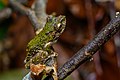 Kurixalus bisacculus, Taylor's tree frog - Phu Kradueng National Park