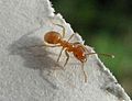 Lasius flavus