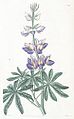 Tarwi (Lupinus mutabilis)