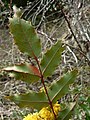 Mahonia aquifolium