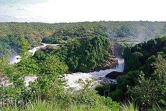 Murchison ur-jauziak, Nilo Victoria