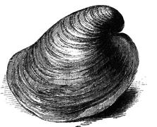 Capulus ungaricus.