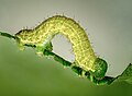 Winter moth caterpillar