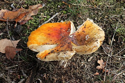 Vliegenzwam (Amanita muscaria)