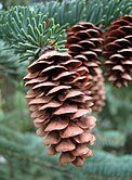 cone and foliage