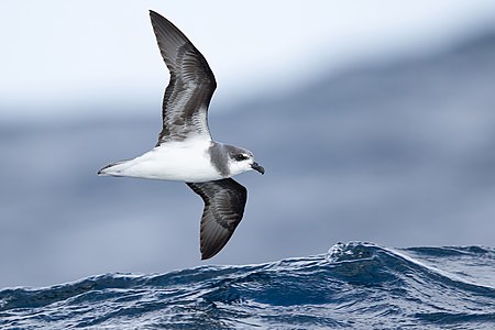 Soft-plumaged petrel, by JJ Harrison