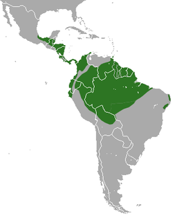 Distribución de C. didactylus