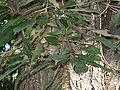 Quercus miyagii