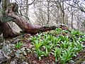 Canal de Asotín Beech, naravno mesto, ki je pod Unescovo svetovno dediščino.