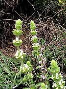 SIDERITIS HIRSUTA - AGUDA - IB-167 (Herba de la feridura).JPG