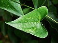 Leaf (detail)