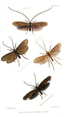 Planche sur les trichoptères. Illustrations of British entomology