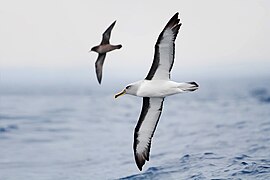 Thalassarche bulleri in flight 1 - SE Tasmania