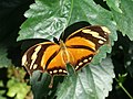 Thumbnail for File:Tiger blatt mainau.jpg